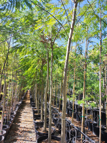 Buyukcamlica (14).jpg