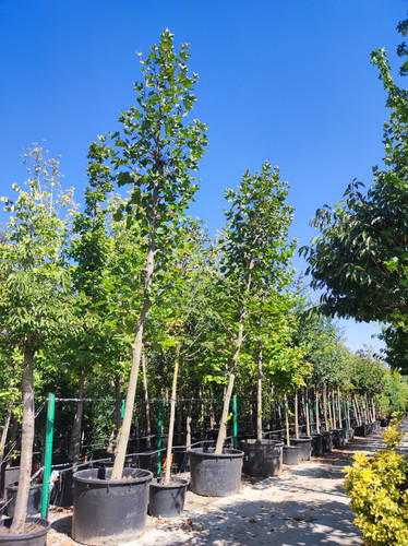 Buyukcamlica (15).jpg