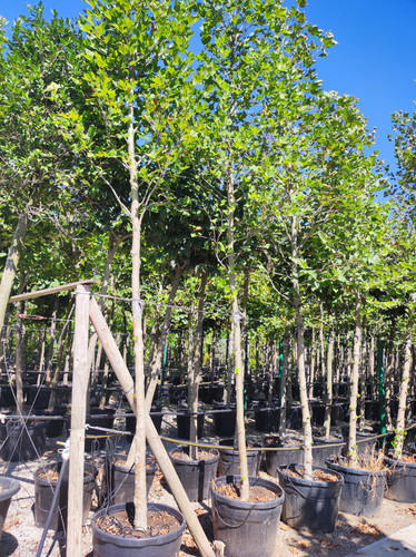 Buyukcamlica (10).jpg