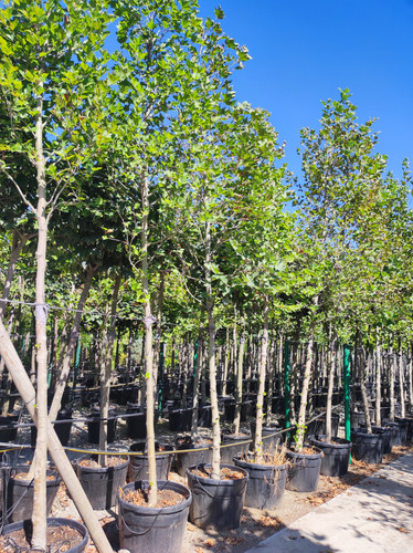 Buyukcamlica (9).jpg