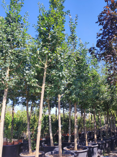 Buyukcamlica (22).jpg