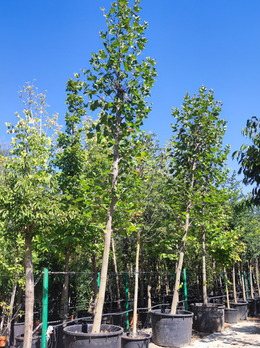 Buyukcamlica (16).jpg