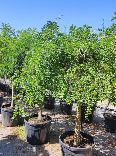 Buyukcamlica (18).jpg