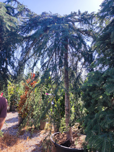 Buyukcamlica (23).jpg