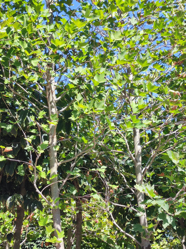 Buyukcamlica (11).jpg