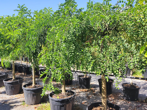 Buyukcamlica (20).jpg