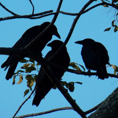 Three Crows Magazine.jpg
