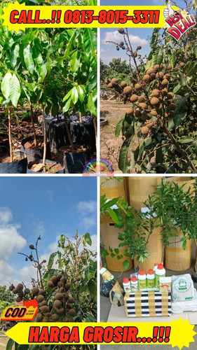 HARGA PENJUAL ! CALL: 0813-8015-3311 Jual Bibit Kelengkeng Kateki Magelang Di Kebumen Ambal-Sumberja.jpg