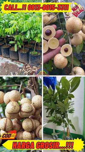 HARGA RESELLER ! CALL: 0813-8015-3311 Jual Bibit Kelengkeng Kristal 2 Di Kebumen Ayah-Argopeni.jpg