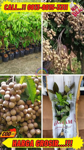 HARGA PETANI ! CALL: 0813-8015-3311 Jual Bibit Kelengkeng Sudah Berbuah Di Kebumen Buayan-Jladri.jpg