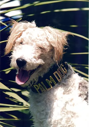 palm dog.webp
