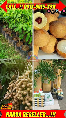 HARGA PETANI ! CALL: 0813-8015-3311 Jual Bibit Kelengkeng Madu Di Kebumen Ayah-Jintung.jpg