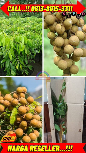 HARGA RESELLER ! CALL: 0813-8015-3311 Jual Bibit Kelengkeng Unggul Di Kebumen Buluspesantren-Ayamput.jpg