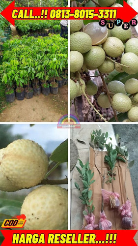 HARGA RESELLER ! CALL: 0813-8015-3311 Jual Bibit Kelengkeng Unggul Di Kebumen Buluspesantren-Ayamput.jpg