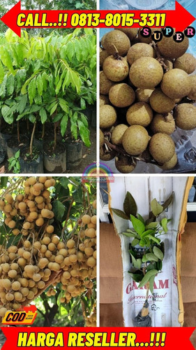 EKSLUSIF ! CALL: 0813-8015-3311 Jual Bibit Kelengkeng Kristal Di Kebumen Ayah-Banjararjo.jpg