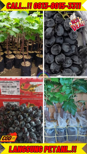 TERBATAS ! H.Tovix CALL: 0813-8015-3311 Jual Pohon Anggur Rumahan Ke Kundur Utara-Karimun.jpg