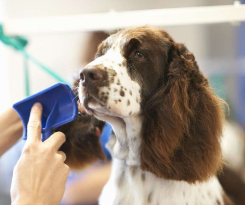 Explore Sit n Pretty Grooming Services in Chicago.jpg