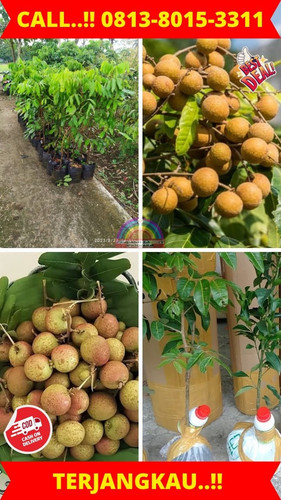 HARGA GROSIR ! CALL: 0813-8015-3311 Jual Bibit Kelengkeng Kateki Di Kebumen Ambal-Singosari.jpg