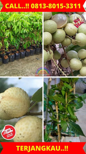 HARGA PETANI ! CALL: 0813-8015-3311 Jual Bibit Kelengkeng Jumbo Di Kebumen Ambal-Sidomulyo.jpg