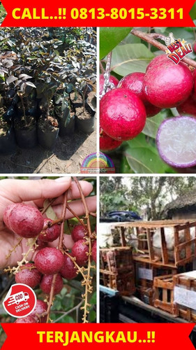 HARGA PARTAI ! CALL: 0813-8015-3311 Jual Bibit Kelengkeng Merah Jogja Di Kebumen Ambal-Sidomukti.jpg