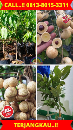 TERBATAS ! CALL: 0813-8015-3311 Jual Bibit Kelengkeng Satu Jari Di Kebumen Ambal-Sidoluhur.jpg