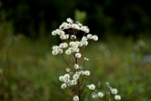 IMG 5145.jpg