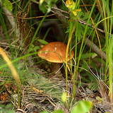 IMG 5373