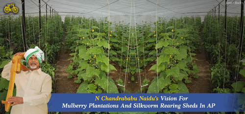 N Chandrababu Naidu’s Vision For Mulberry Plantations And Silkworm Rearing Sheds In AP