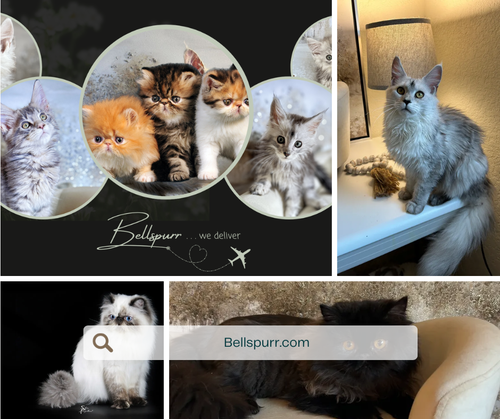 Kittens for Sale in Texas - Bellspurr Kittens.png