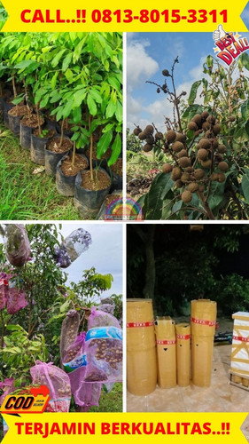 HARGA PETANI ! CALL: 0813-8015-3311 Jual Bibit Kelengkeng Online Di Kebumen Bonorowo-Bonorowo.jpg