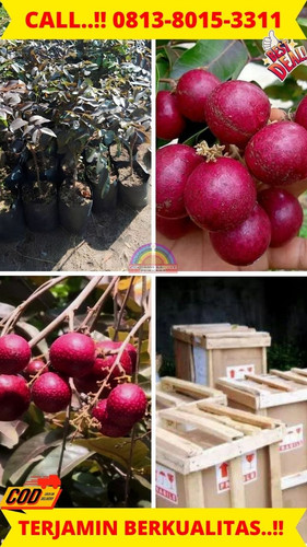 TERBATAS ! CALL: 0813-8015-3311 Jual Bibit Kelengkeng Merah Di Kebumen Ayah-Demangsari.jpg