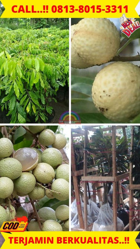 TERBATAS ! CALL: 0813-8015-3311 Jual Bibit Kelengkeng Rasa Durian Di Kebumen Buayan-Geblug.jpg