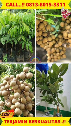 HARGA PARTAI ! CALL: 0813-8015-3311 Jual Bibit Kelengkeng Super Di Kebumen Buayan-Jatiroto.jpg