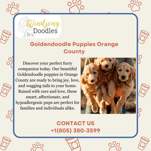 Goldendoodle Puppies Orange County.jpg