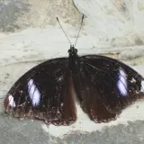 00020 琉球紫蛺蝶(幻蛺蝶)