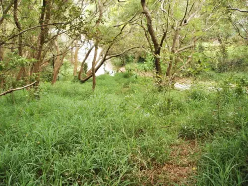 00008 崎頂神社.webp