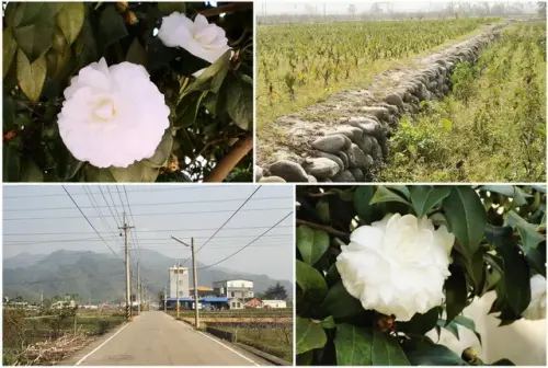 00016 石墻村茶花.webp