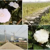 00016 石墻村茶花