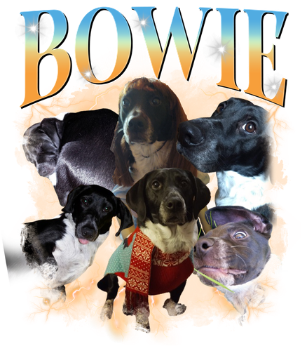 Bowie.png