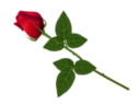 1cdea aaa921d9 L.png