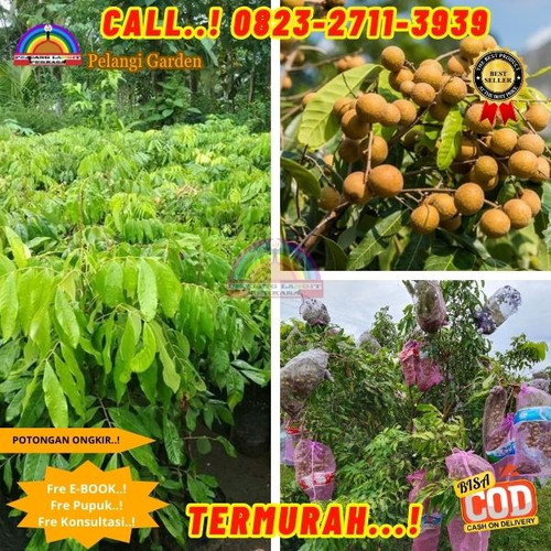 TERBATAS ! CALL: 0823-2711-3939 Jual Bibit Kelengkeng New Kristal 2 Di Kebumen Bonorowo-Bonjokkidul.jpg