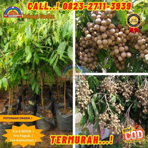 EKSLUSIF ! CALL: 0823-2711-3939 Jual Bibit Kelengkeng New Di Kebumen Ayah-Tlogosari.jpg