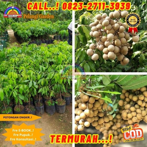 COD ! CALL: 0823-2711-3939 Jual Bibit Kelengkeng New Kristal Magelang Di Kebumen Bonorowo-Balorejo.jpg