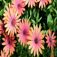 African Daisy (Osteospermum spp) 240x240.jpg