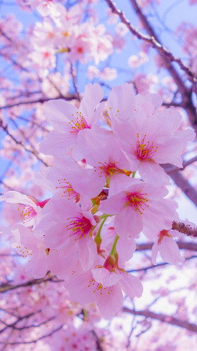 sakura flowers bloom 125940 720x1280.jpg