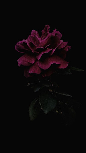 rose flower pink 159618 720x1280.jpg