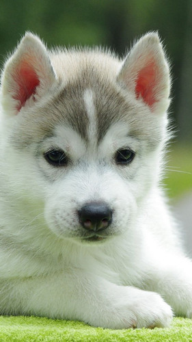 puppy husky down 53643 720x1280