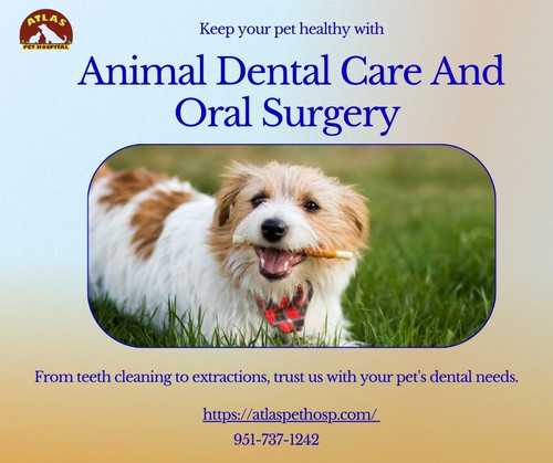 Animal Dental Care And Oral Surgery Atlas Pet Hospital