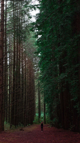 forest man loneliness 116306 720x1280.jpg