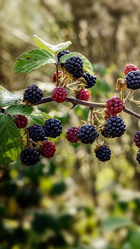 raspberries blackberries berries 111698 720x1280